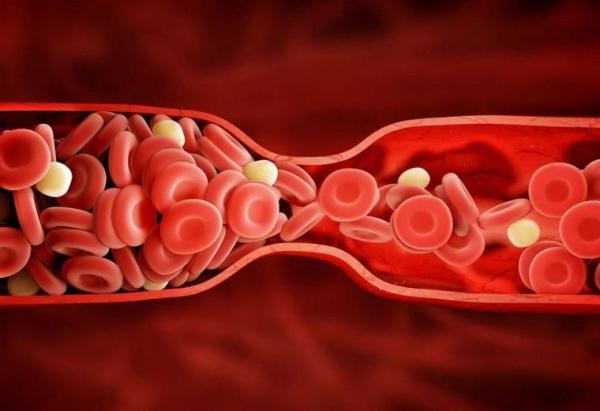 Dolaşım Sistemi Nedir ve Nasıl Çalışır?